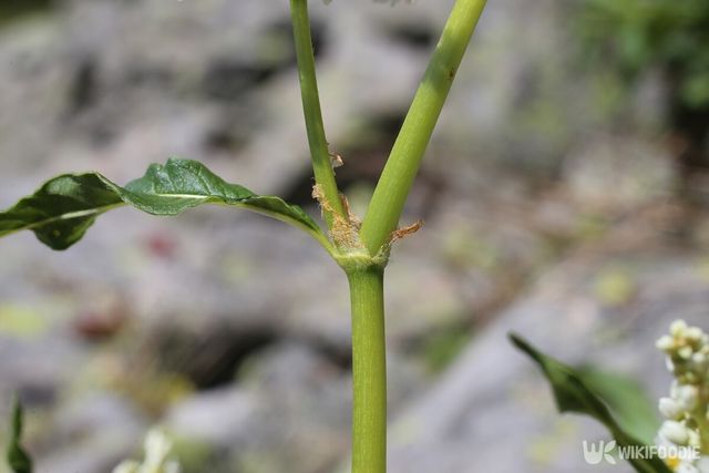 싱아의 효능과 부작용. / Vankich1-shutterstock.com