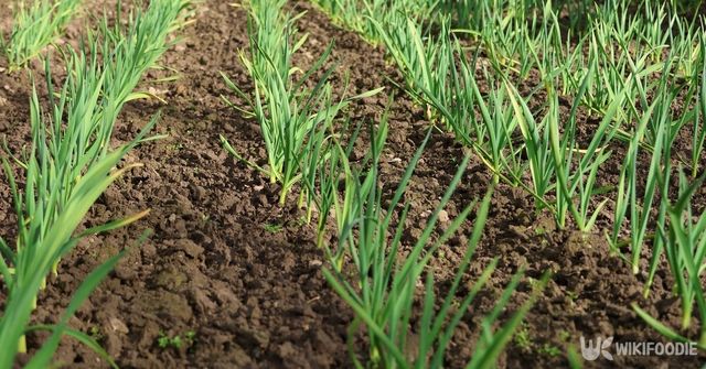 마늘밭. / Toms Z-shutterstock.com