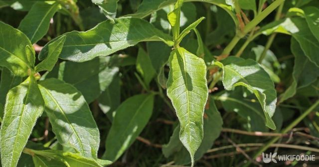 싱아. / Vankich1-shutterstock.com