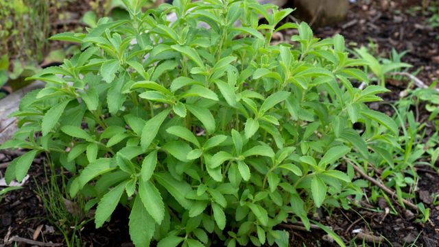 스테비아 풀 자료 사진. / yoshi0511-shutterstock