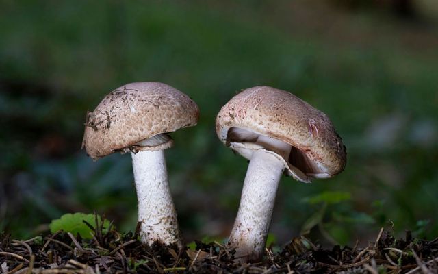 생버섯 자료 사진. / Tintila Corina-shutterstock