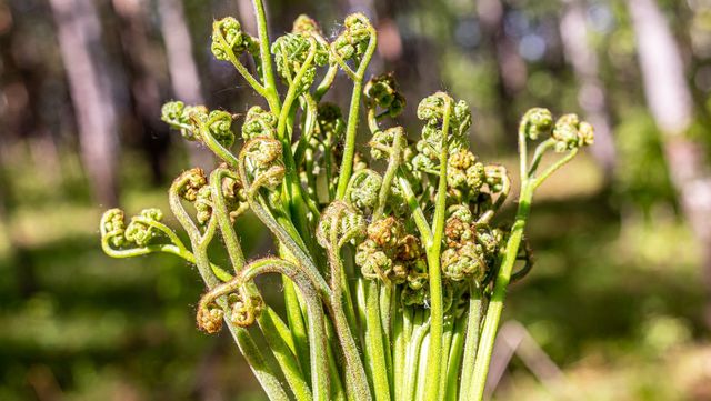 생고사리 자료 사진. / maxmozgovoy-shutterstock