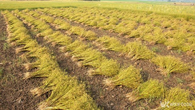 밭에서 재배 중인 렌틸콩. / Muhai Minul-shutterstock.com