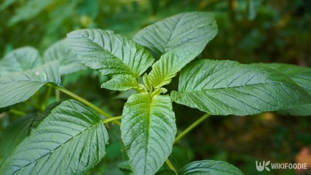 기사의 이해를 돕기 위한 이미지. 비름. / Rmdhn.co-shutterstock.com