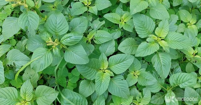 비름. / Ekky Ilham-shutterstock.com