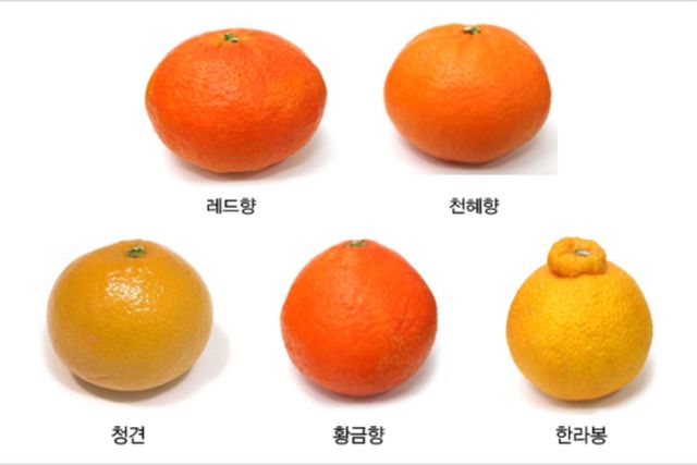 감귤 구별법. / 농협유통