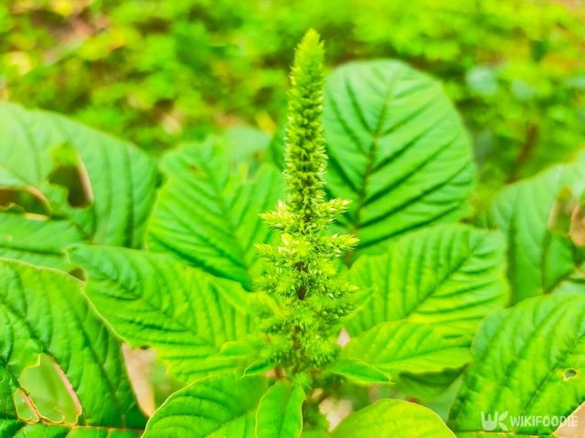 비름 자료사진. / Imammuhtarom-shutterstock.com