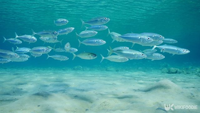 자료사진. / David Gonzalez Yllera-shutterstock.com