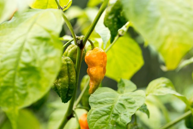 부트 졸로키아. / Finalto-shutterstock