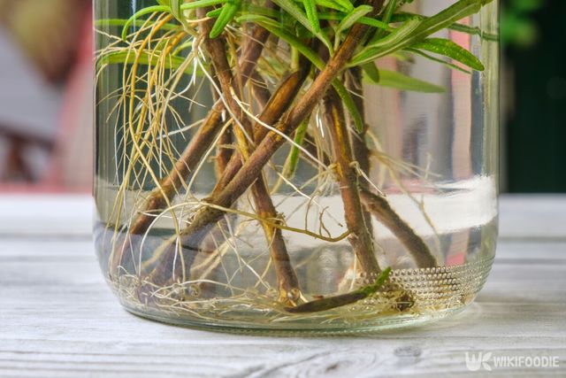 로즈메리 자료사진. / Harry Wedzinga-shutterstock.com