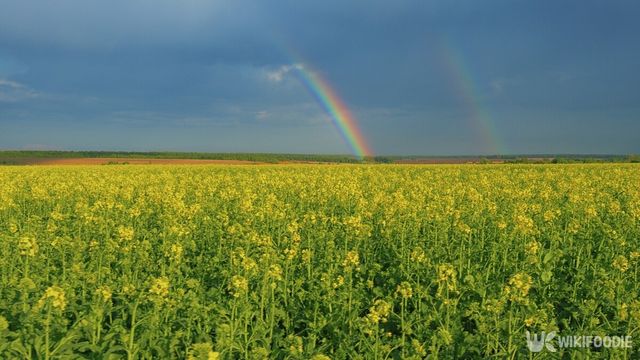 유채밭. / artifex.orlova-shutterstock.com