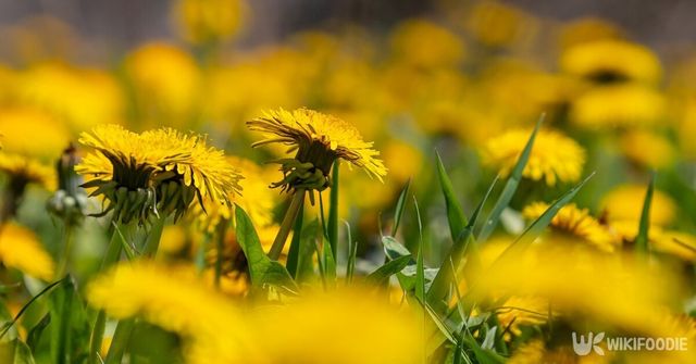 민들레. / olko1975-shutterstock.com