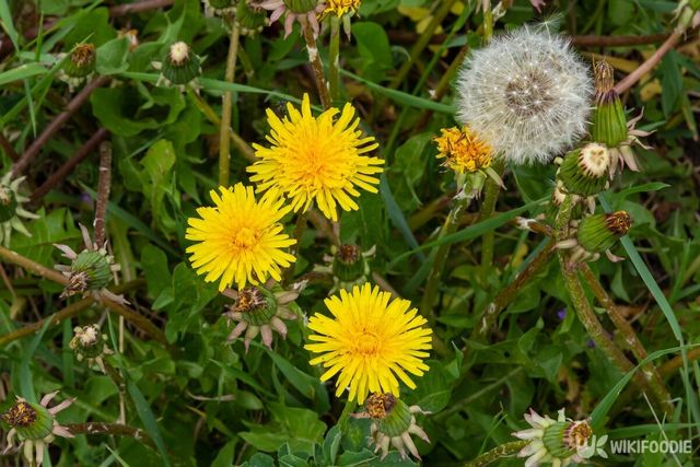 민들레 자료사진. / olko1975-shutterstock.com