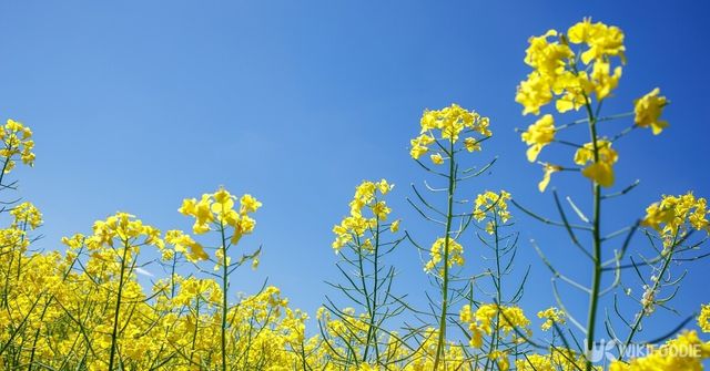 유채꽃. / jantsarik-shutterstock.com