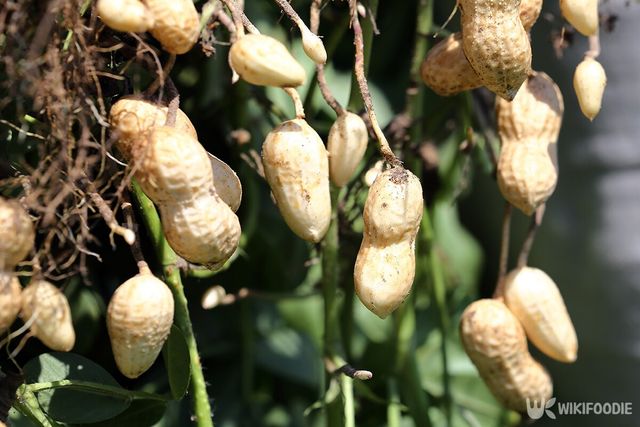 땅콩 자료사진. / emirhankaramuk-shutterstock.com