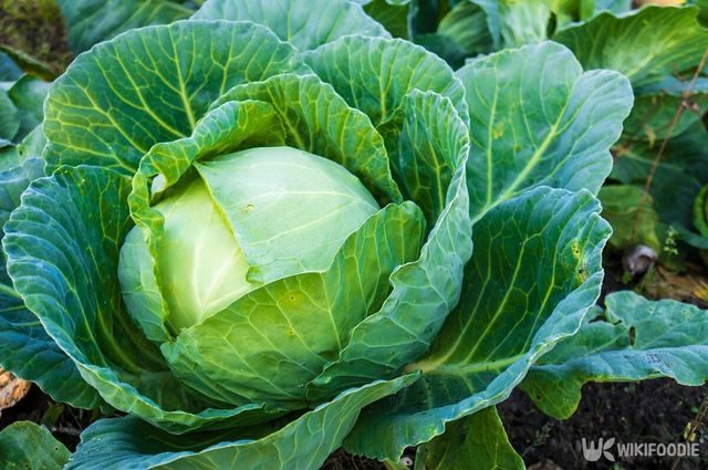 양배추 자료사진. / Tatjana Zavjalova-shutterstock.com