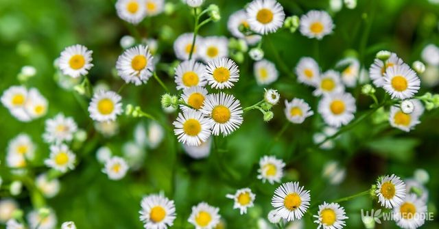 개망초. / Vladimir Konstantinov-shutterstock.com