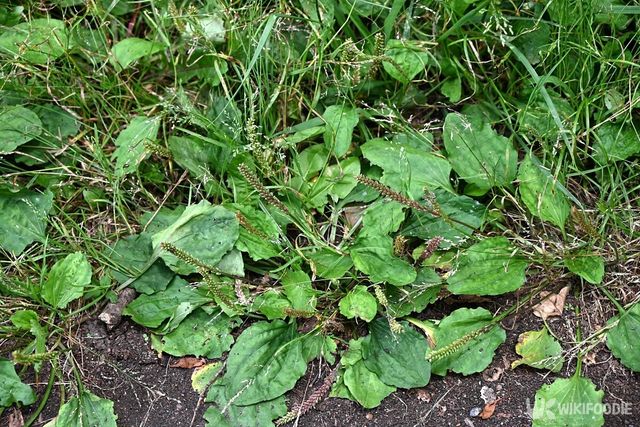 질경이 자료사진. / tamu1500-shutterstock.com