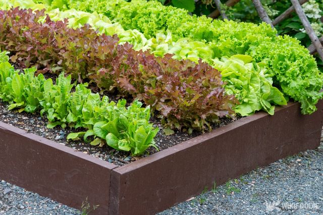 상추 자료사진. / Dolores M. Harvey-shutterstock.com