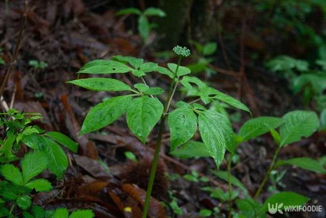 지리산의 산삼 자료사진. / Kyun Wang-shutterstock.com