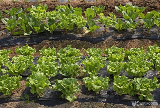 상추 자료사진. / Stock for you-shutterstock.com