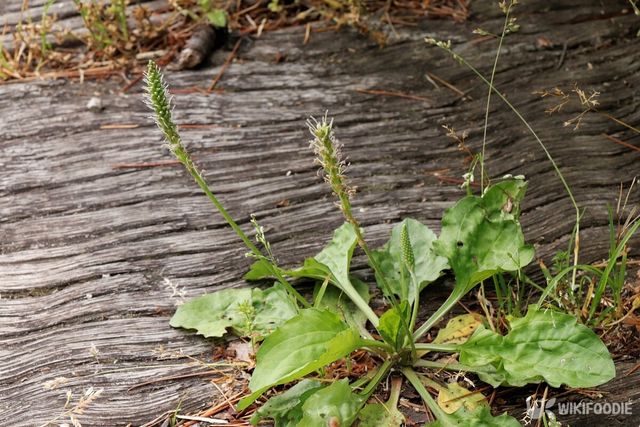 질경이. / homi-shutterstock.com