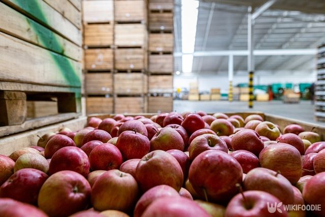 사과 자료사진. / 149 Studio-shutterstock.com