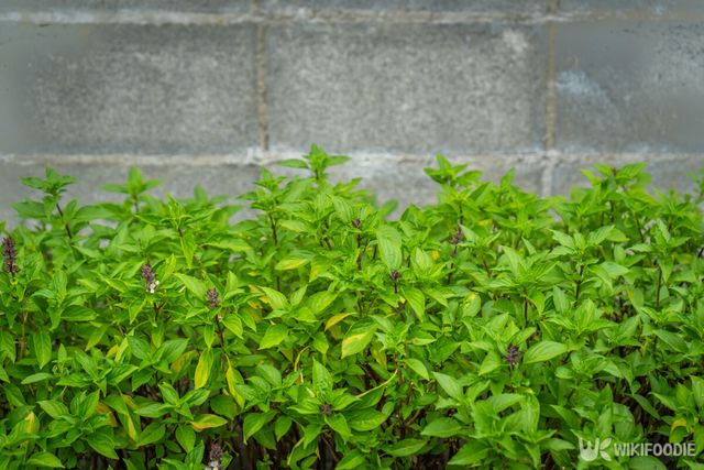 바질 자료사진. / YuRi Photolife-shutterstock.com