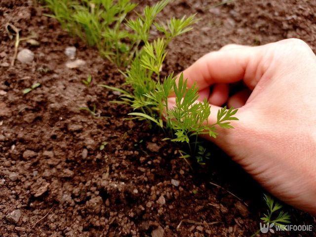 손가락 당근 묘목 자료사진. / Kati Maria-shutterstock.com