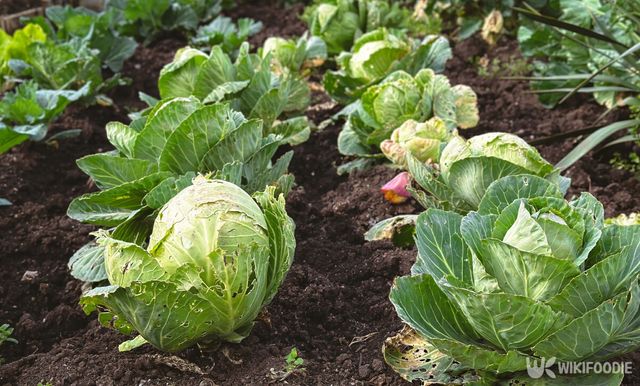 양배추 자료사진. / Viktoriia Kokhanevych-shutterstock.com