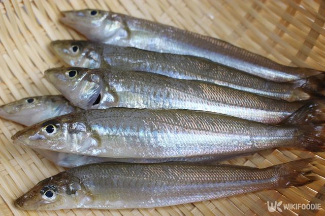 보리멸 참고사진. / Teresa Design Room-shutterstock.com