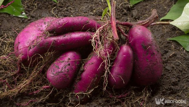 야콘 자료 사진. / Piyaset-shutterstock