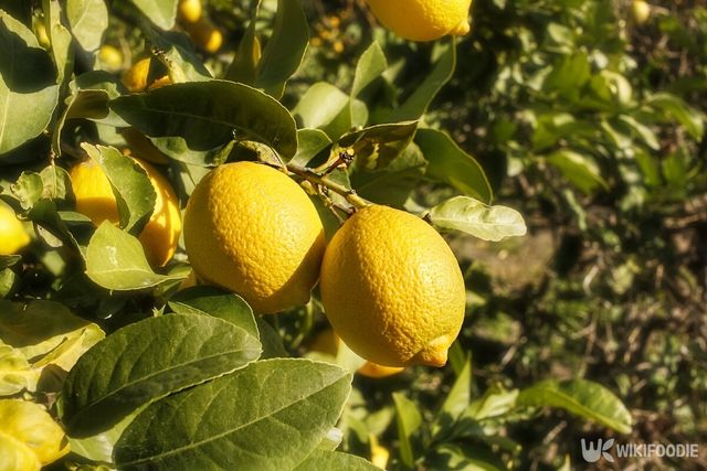 레몬 자료사진. / OMikheeva-shutterstock.com