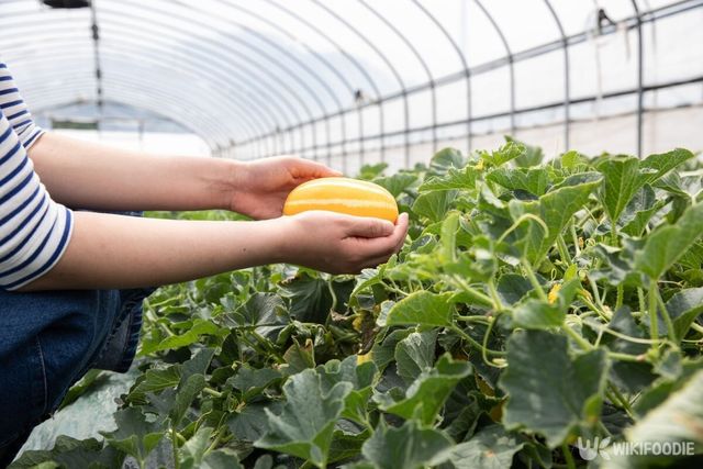 적당한 크기의 참외. / bigshot01-shutterstock