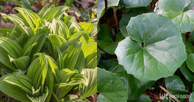 봄나물과 혼동되는 독초 3가지. / Lyudmila Lucienne-shutterstock.com, fy2907fw-shutterstock.com