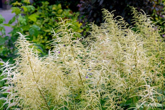 눈개승마 참고사진. / Wut_Moppie-shutterstock.com