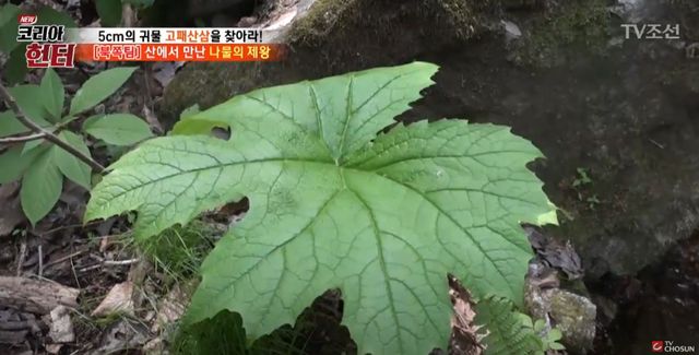 기사 이해를 돕기 위한 자료 사진 / 'TVCHOSUN' 유튜브