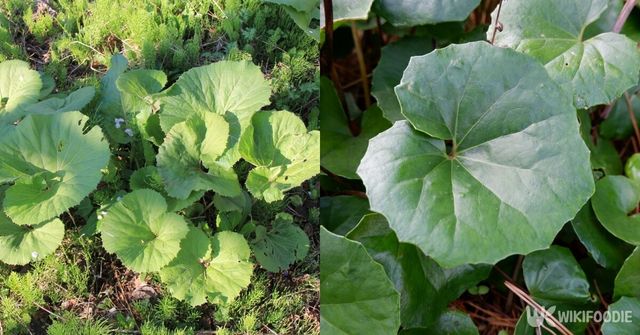 머위와 털머위. / Shingo76Misumaru-shutterstock.com, fy2907fw-shutterstock.com