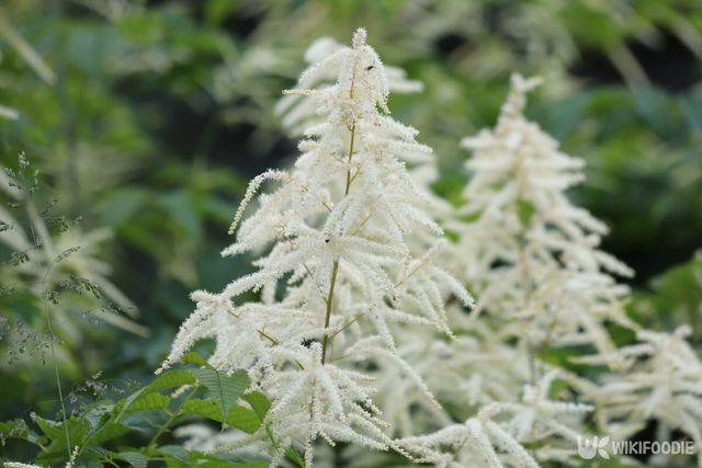 눈개승마 참고사진. / Kabar-shutterstock.com