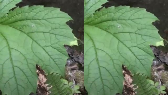 기사 이해를 돕기 위한 병풍쌈 자료 사진 / 'TVCHOSUN' 유튜브