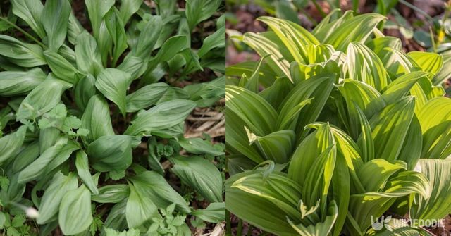 산마늘과 박새. / yamasan0708-shutterstock.com, Lyudmila Lucienne-shutterstock.com