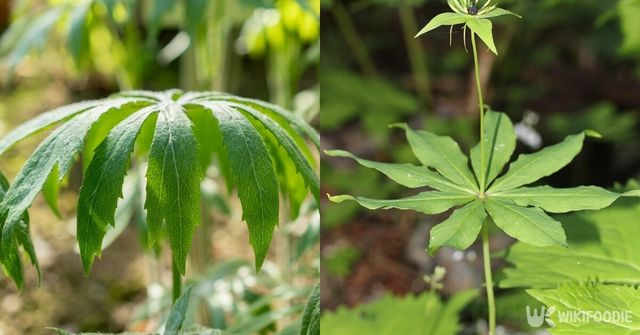 우산나물과 삿갓나물. / Robert Buchel-shutterstock.com, Alpsdake-wikipedia