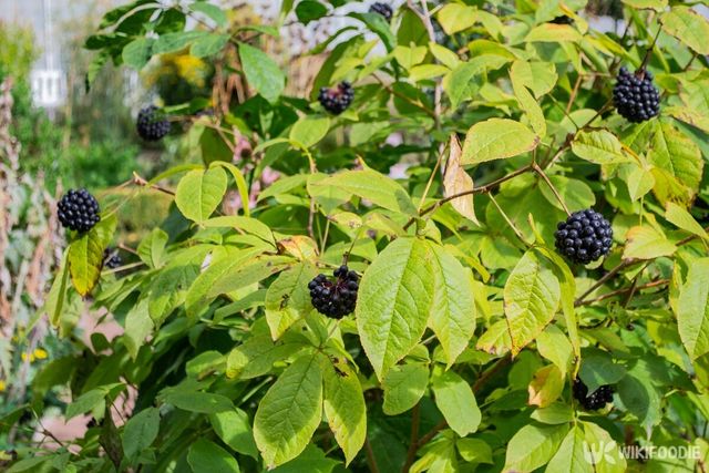 오갈피나무. / Yuliasis-shutterstock.com