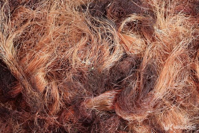 옥수수수염 자료사진. / fresh2021-shutterstock.com