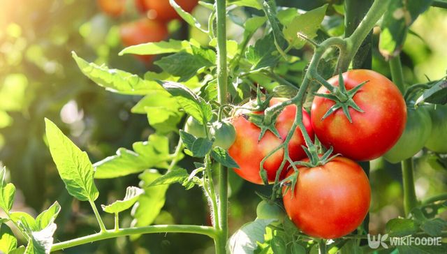 토마토 자료사진. / Yta23-shutterstock.com