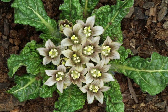 독초 맨드레이크 자료 사진. / Miroslav Hlavko-shutterstock