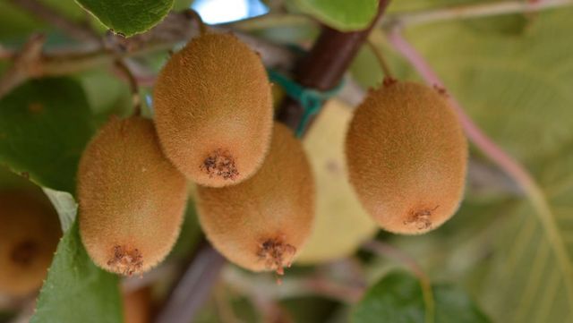 키위 자료 사진. / Jana Milin-shutterstock