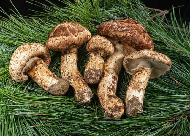 송이버섯 자료 사진. / IgorCheri-shutterstock