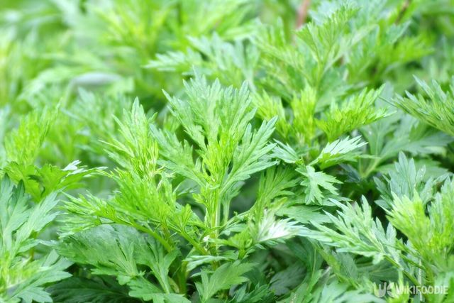 기사의 이해를 돕기 위한 이미지. 쑥. / Orest lyzhechka-shutterstock.com