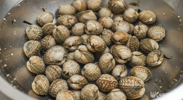 꼬막 자료사진. / 위키푸디